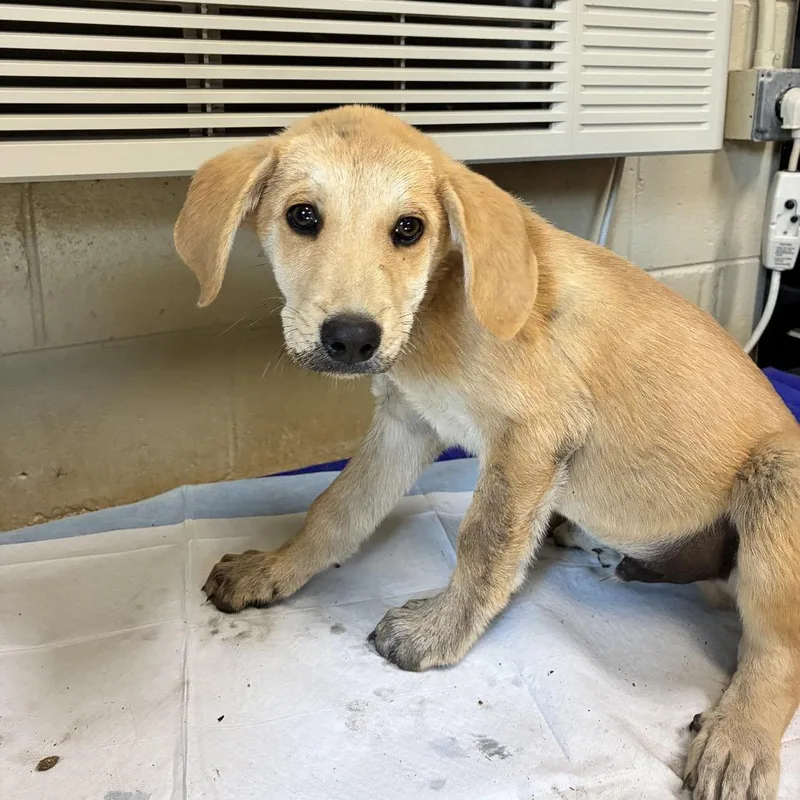 A baby large-sized male Yellow / Tan / Blond / Fawn Anatolian Shepherd dog named Rebel for adoption in Columbus, NC
