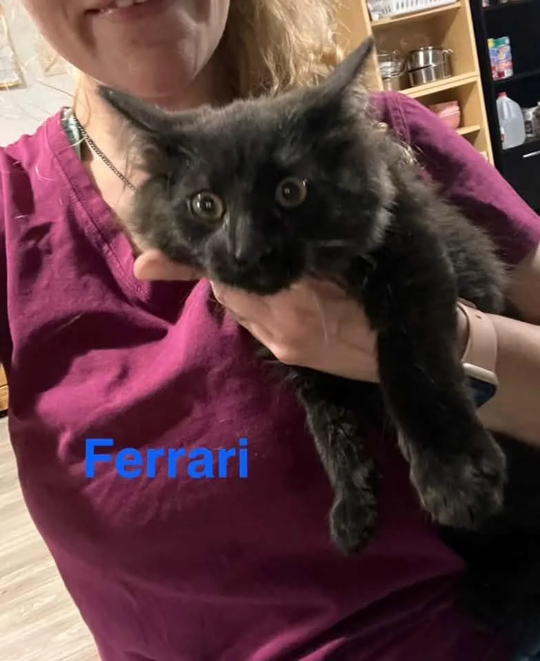A baby medium-sized male Black Domestic Long Hair cat named Ferrari for adoption in Cleveland, OH