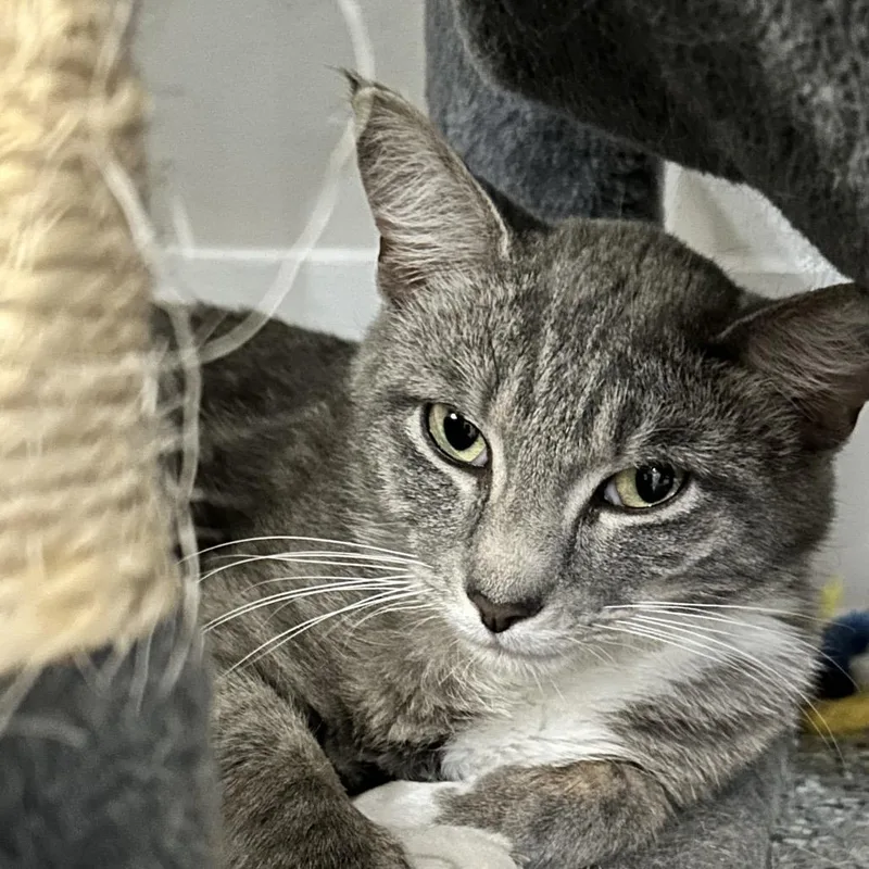 A young medium-sized male Gray / Blue / Silver Domestic Short Hair cat named Tapioca for adoption in Nashville, TN