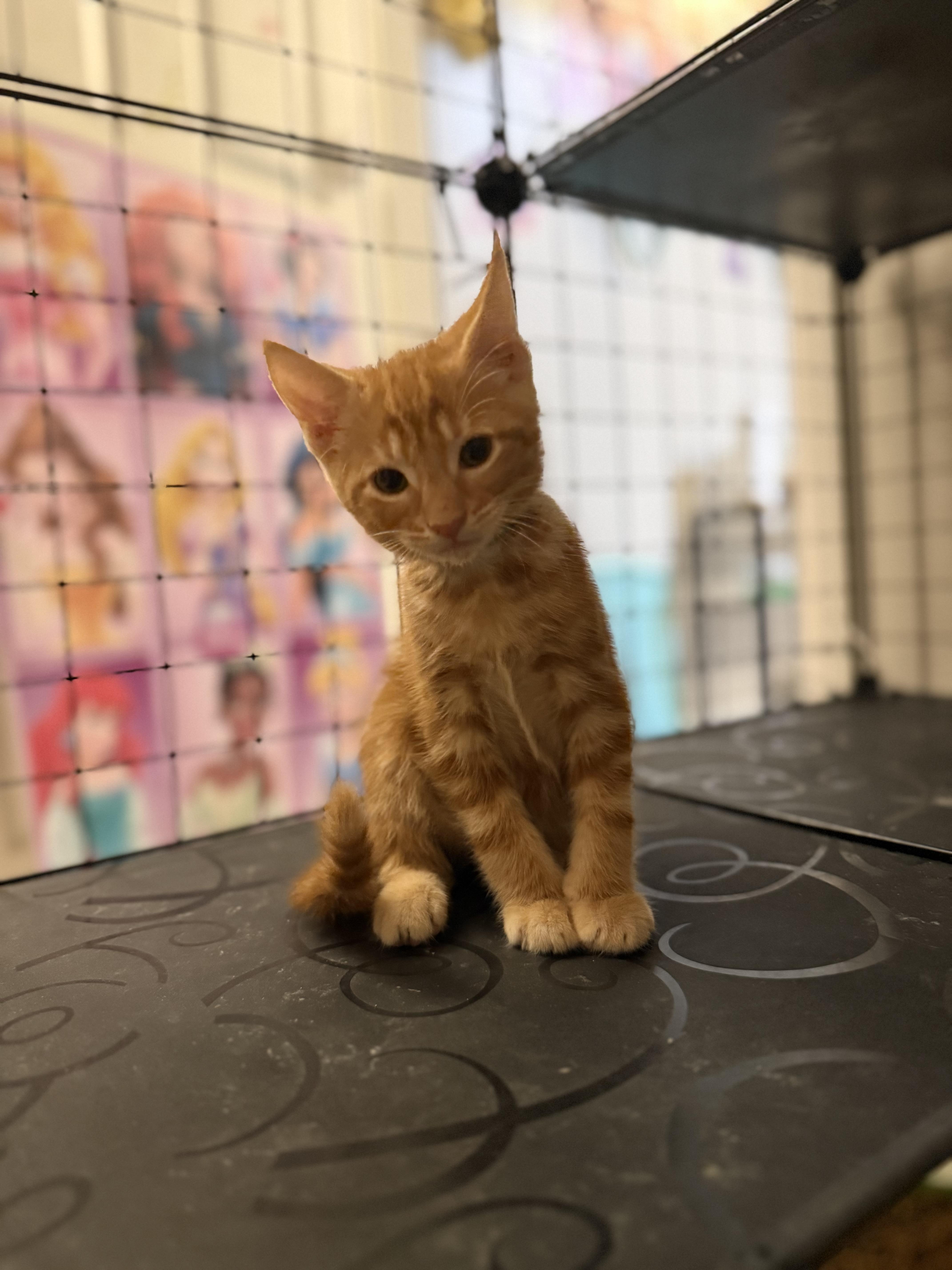 A baby large-sized male Tabby (Orange / Red) Domestic Short Hair cat named Ravioli for adoption in Intercession city , FL