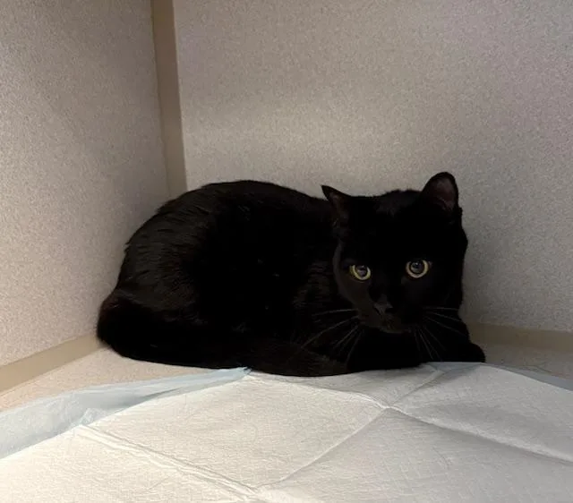 An adult medium-sized male Black Domestic Short Hair cat named Franklin for adoption in Winter Haven, FL
