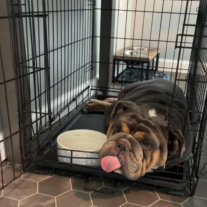 An adult medium-sized female English Bulldog dog named Dorothy for adoption in Sinking Spring, PA