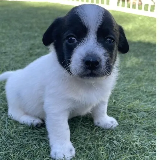 A baby small-sized male White / Cream Mixed Breed dog named Vinnie for adoption in Santa Rosa, CA