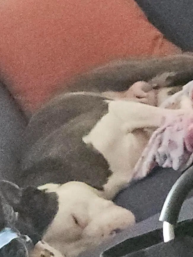 An adult medium-sized female Mixed Breed dog named Baby Toes for adoption in Detroit, MI