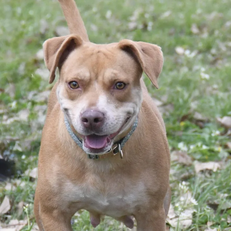 An adult medium-sized female Brown / Chocolate Labrador Retriever dog named Missy for adoption in Natchez, MS