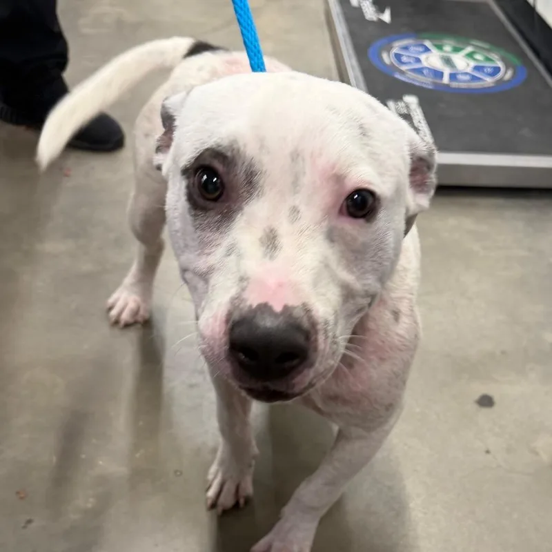 A young medium-sized male White / Cream Terrier dog named Happy Feet for adoption in Tampa, FL