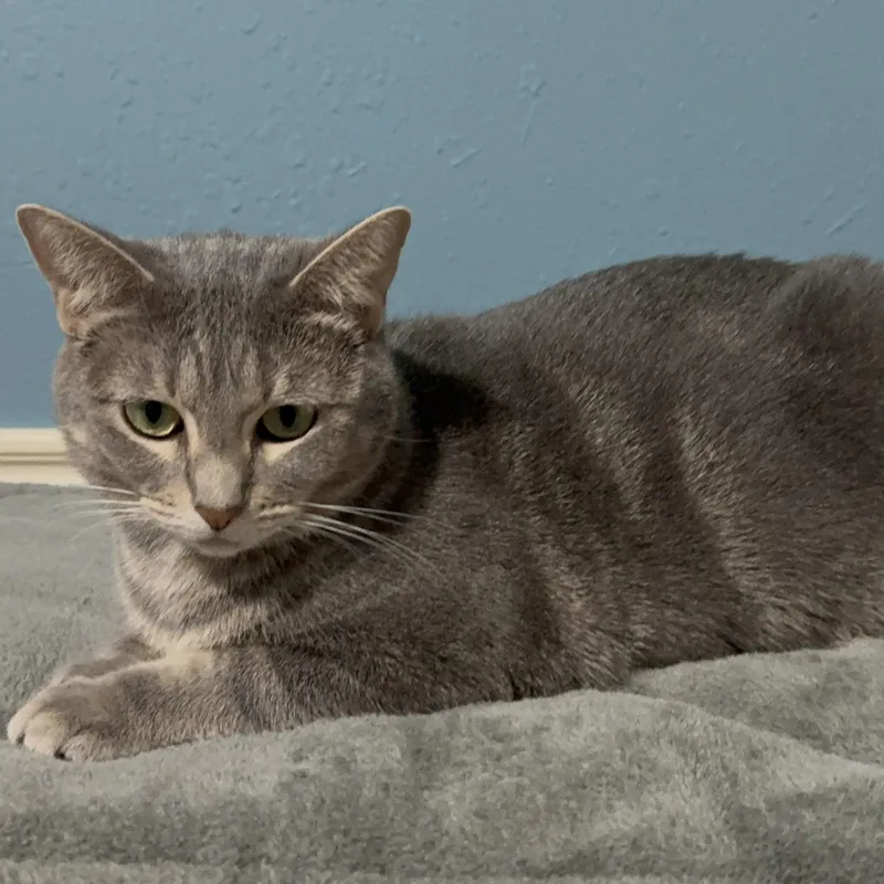 A young medium-sized female Tabby (Brown / Chocolate) Domestic Short Hair cat named Amelia Ophelia and for adoption in Liverpool, TX