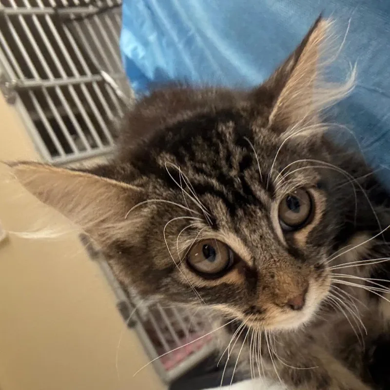 A baby small-sized female Brown / Chocolate Domestic Long Hair cat named Jasmine Butler Campus for adoption in Flagstaff, AZ