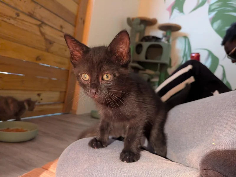 A baby small-sized male Black Domestic Short Hair cat named Endler for adoption in Clarksville, TN