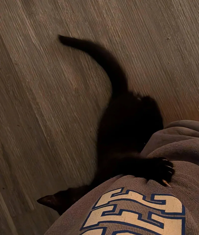 Endler thumbnail 2