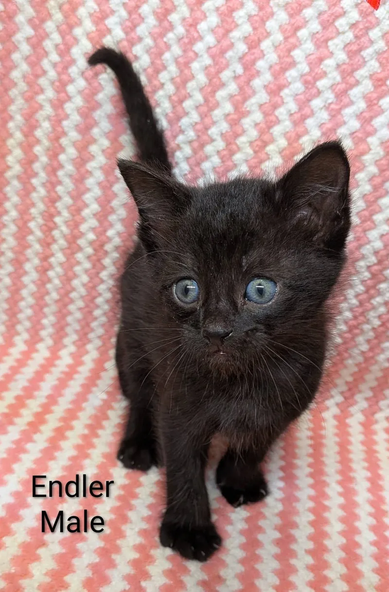 Endler thumbnail 3