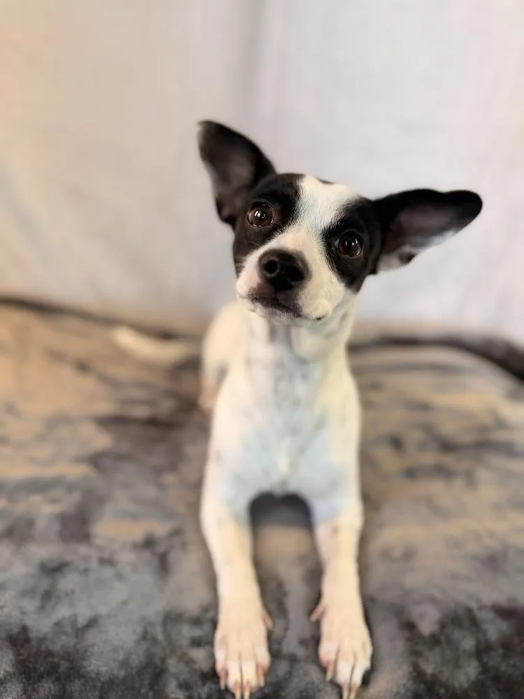 A young small-sized female Tricolor (Brown, Black, & White) Chihuahua dog named Kismet for adoption in Richmond, TX
