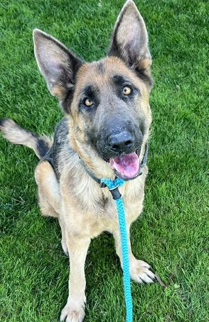 An adult large-sized female German Shepherd Dog dog named Zinnia for adoption in Sacramento, CA