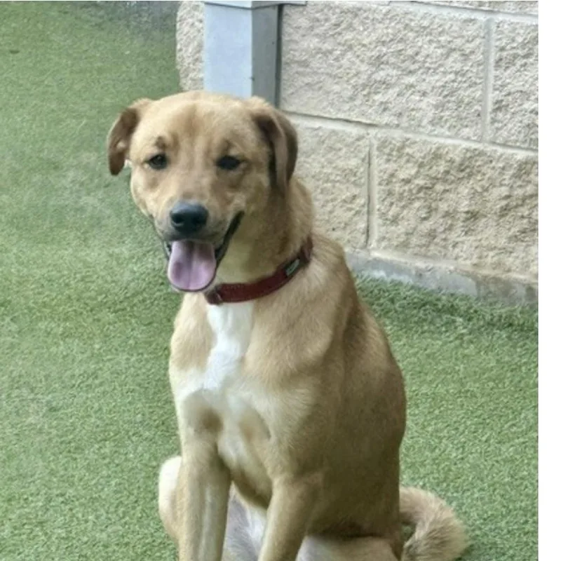 A baby medium-sized male Labrador Retriever dog named Chips for adoption in Houston, TX