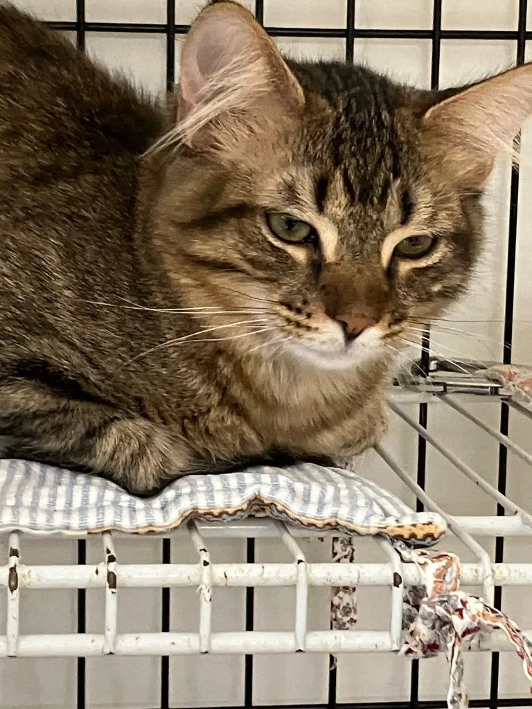 A baby medium-sized female Domestic Short Hair cat named Rogue for adoption in Lunenburg, MA