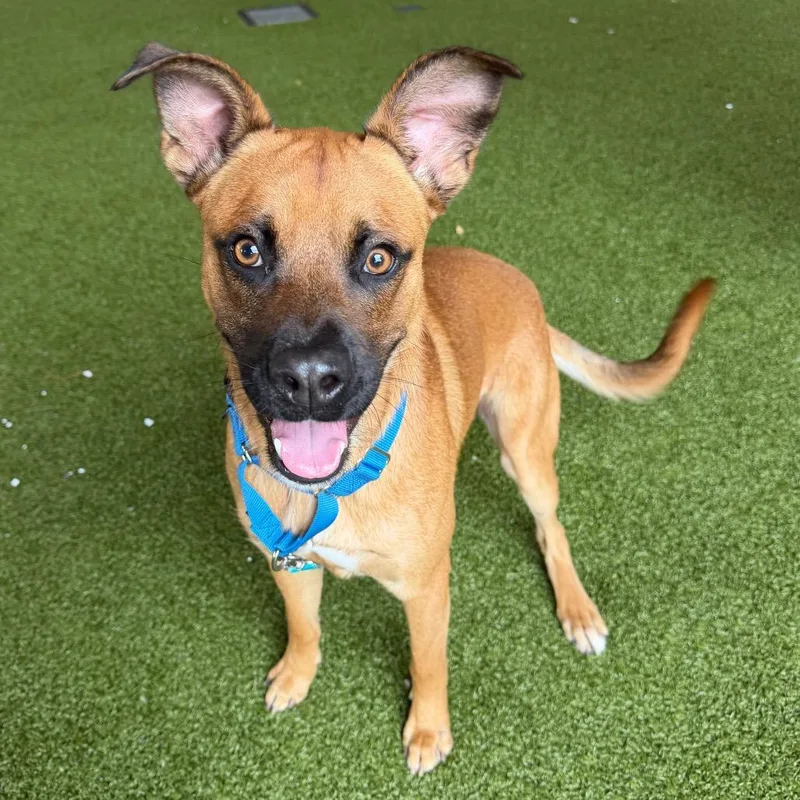 An adult large-sized male Brown / Chocolate Black Mouth Cur dog named Chip for adoption in West Palm Beach, FL