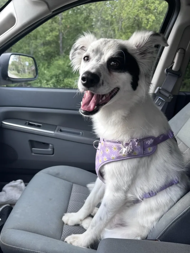 A young medium-sized female White / Cream Australian Shepherd dog named Eevie for adoption in Wonder Lake, IL
