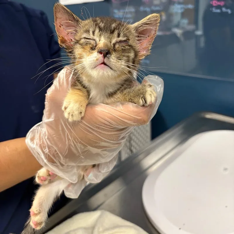 A baby small-sized female Calico Domestic Short Hair cat named Kiss for adoption in Newark, NJ