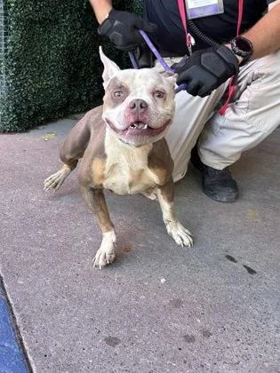 An adult medium-sized female Brown / Chocolate Pit Bull Terrier dog named 61856186 for adoption in El Paso, TX