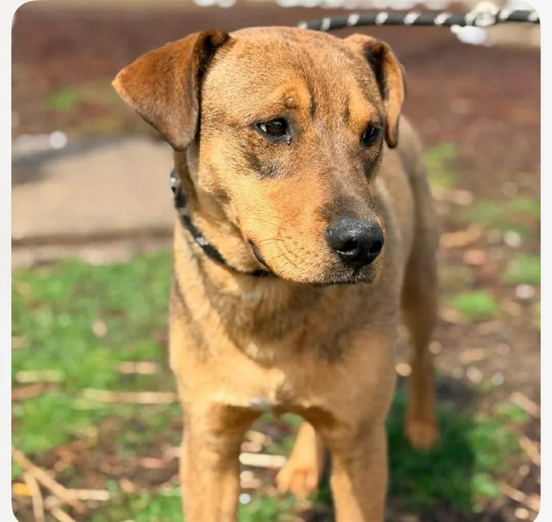 Wonton Cs thumbnail 2