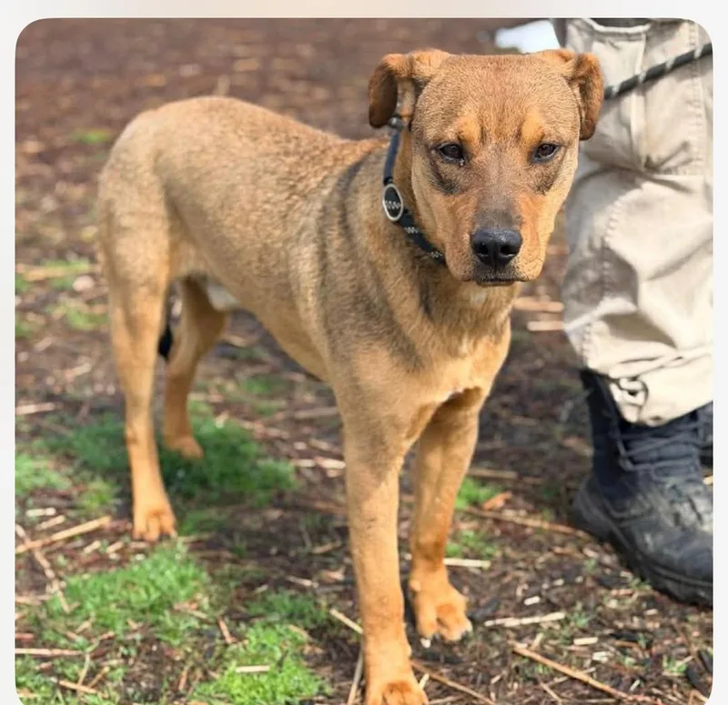 Wonton Cs thumbnail 3