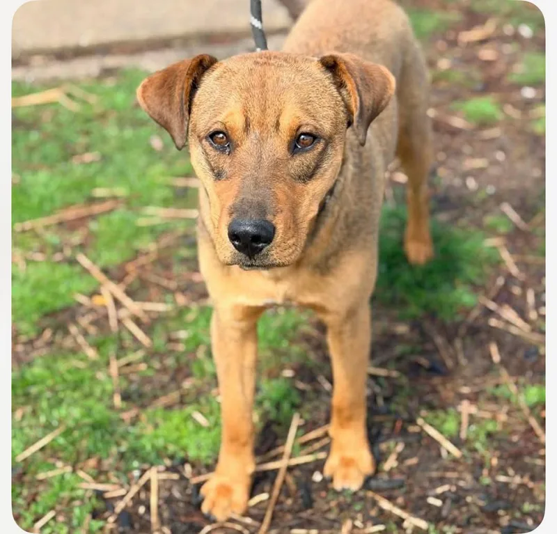 An adult medium-sized male Mixed Breed dog named Wonton Cs for adoption in Columbia, MD