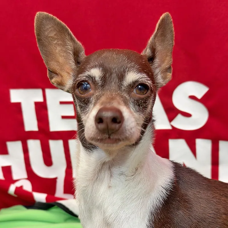 A senior small-sized female Brown / Chocolate Mixed Breed dog named Panini for adoption in Leander, TX