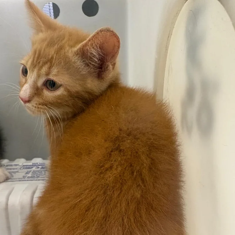 A baby small-sized male Orange / Red Domestic Short Hair cat named Earl for adoption in Columbus, GA