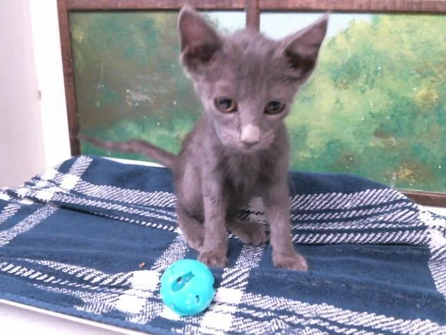 A baby small-sized female Russian Blue cat named Donna for adoption in Houston, TX