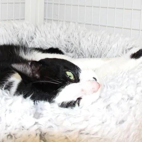 An adult medium-sized male Black & White / Tuxedo Domestic Short Hair cat named Mondrich for adoption in Medfield, MA