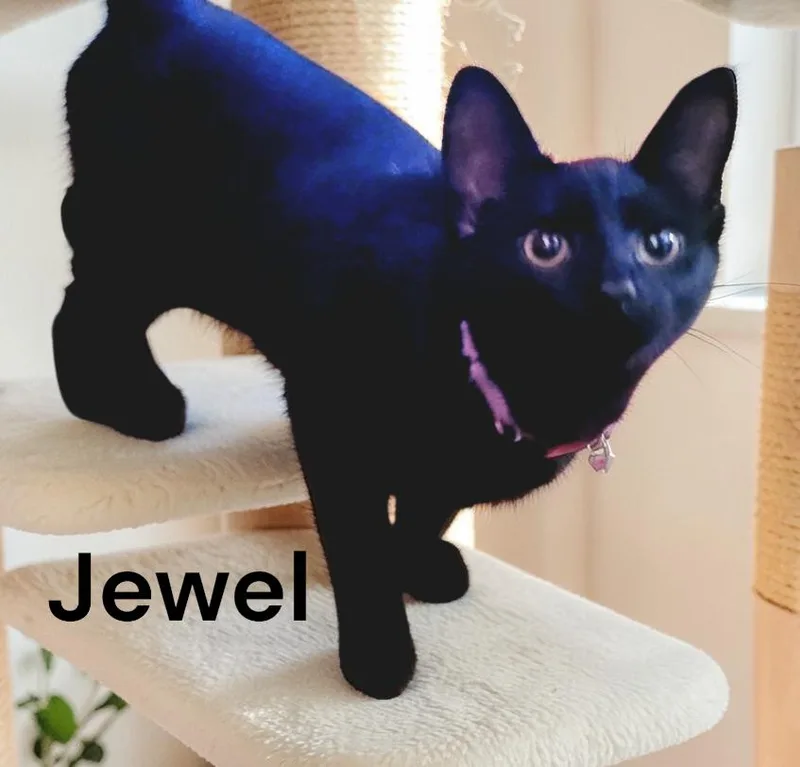 A young medium-sized female Black Domestic Short Hair cat named Jewel for adoption in Weems, VA