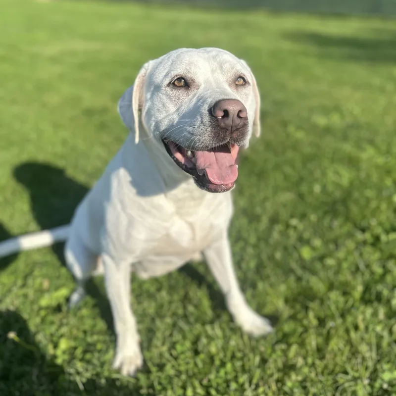 An adult large-sized male White / Cream Mixed Breed dog named Ghost for adoption in Myerstown, PA