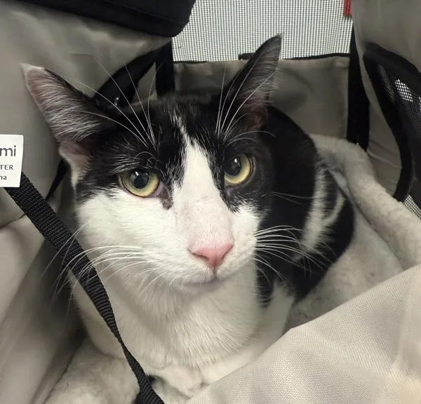 An adult medium-sized female Domestic Short Hair cat named RockAFella for adoption in Ridgewood, NY