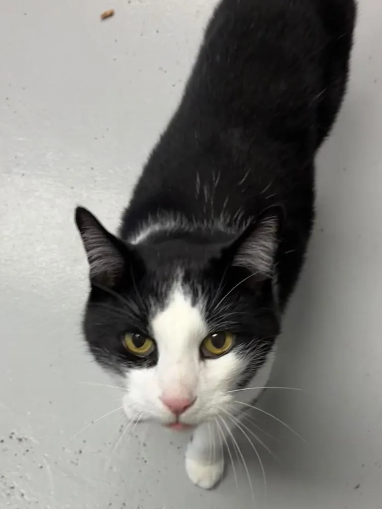 A senior medium-sized male Domestic Short Hair cat named Luke for adoption in Peoria, AZ