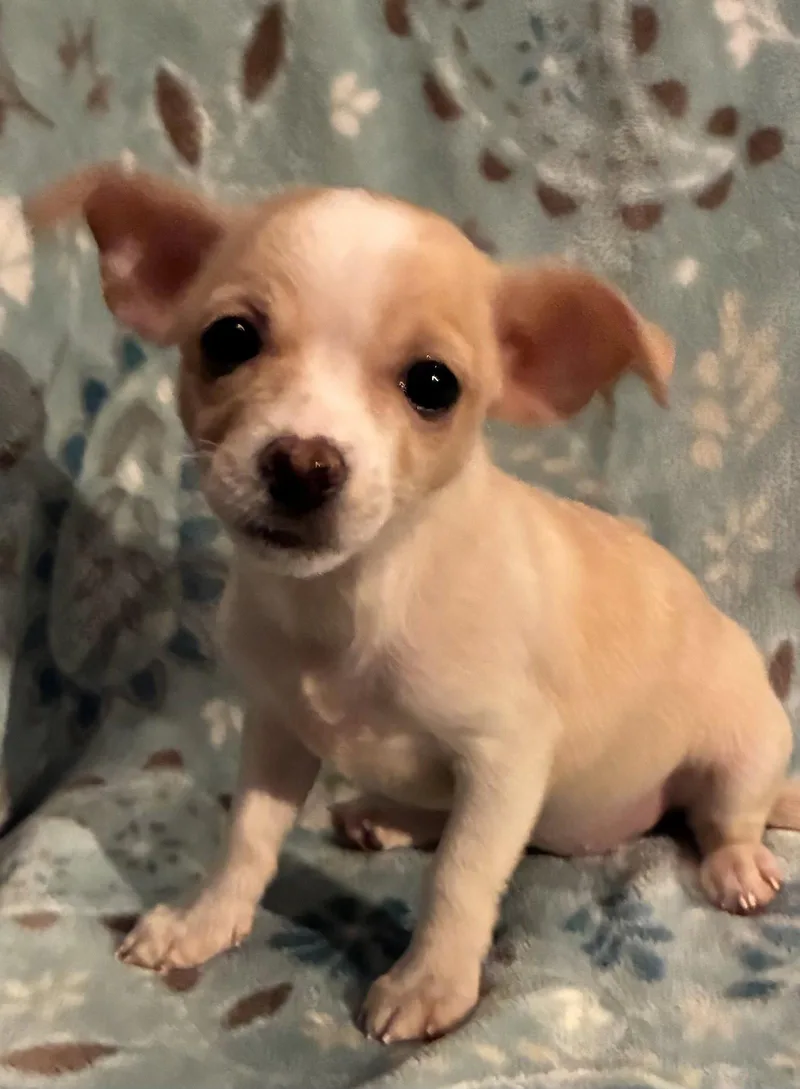 A baby small-sized female Yellow / Tan / Blond / Fawn Chihuahua dog named Pixie for adoption in Pottstown, PA