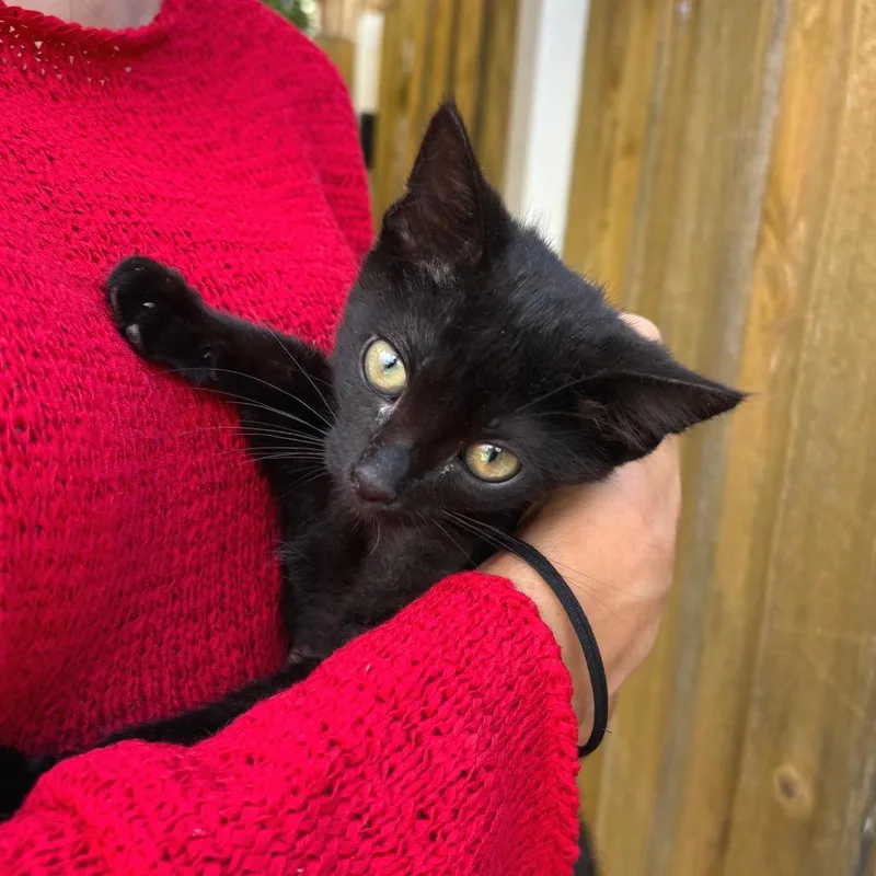 A baby small-sized female Black Domestic Short Hair cat named Alexa for adoption in Wheeling, IL