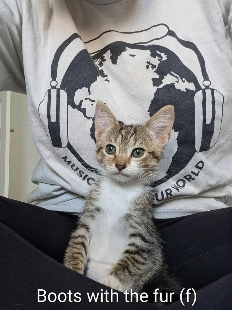 A baby medium-sized female Tabby (Brown / Chocolate) Domestic Short Hair cat named Boots With The Fur for adoption in Woodlawn, TN