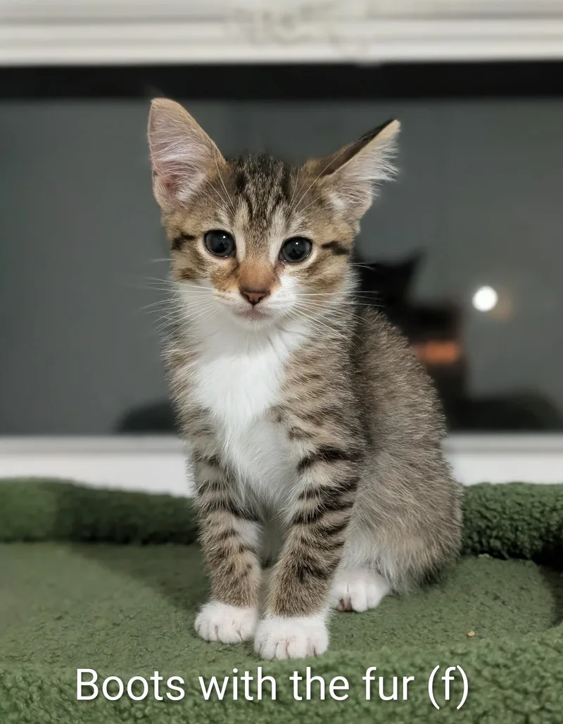 Boots With The Fur thumbnail 2