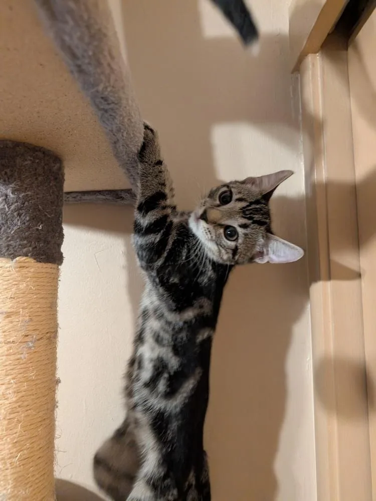 A baby small-sized male Domestic Short Hair cat named Squirrel for adoption in Oakdale, CA
