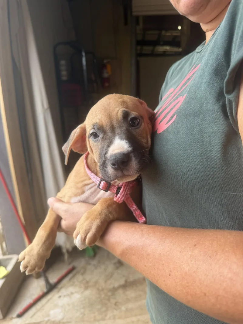 A baby medium-sized female Mixed Breed dog named Love for adoption in Jackson, MS