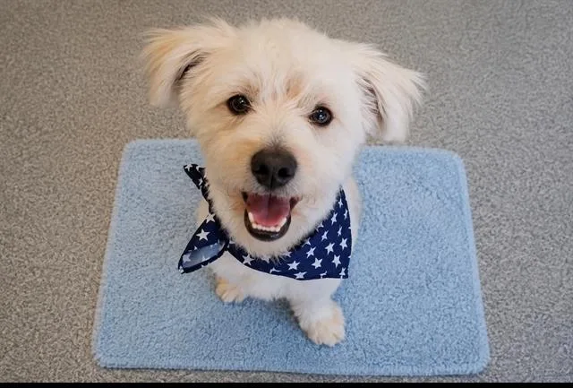 A young medium-sized male Poodle dog named Rune for adoption in Tustin, CA