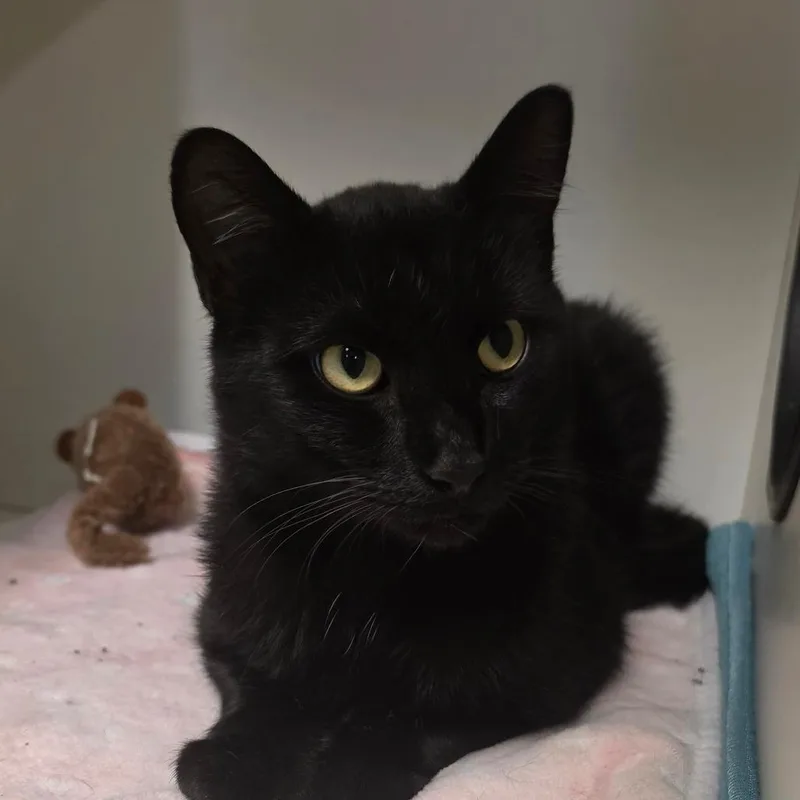 A young small-sized male Black Domestic Short Hair cat named Ducky for adoption in Troy, IL