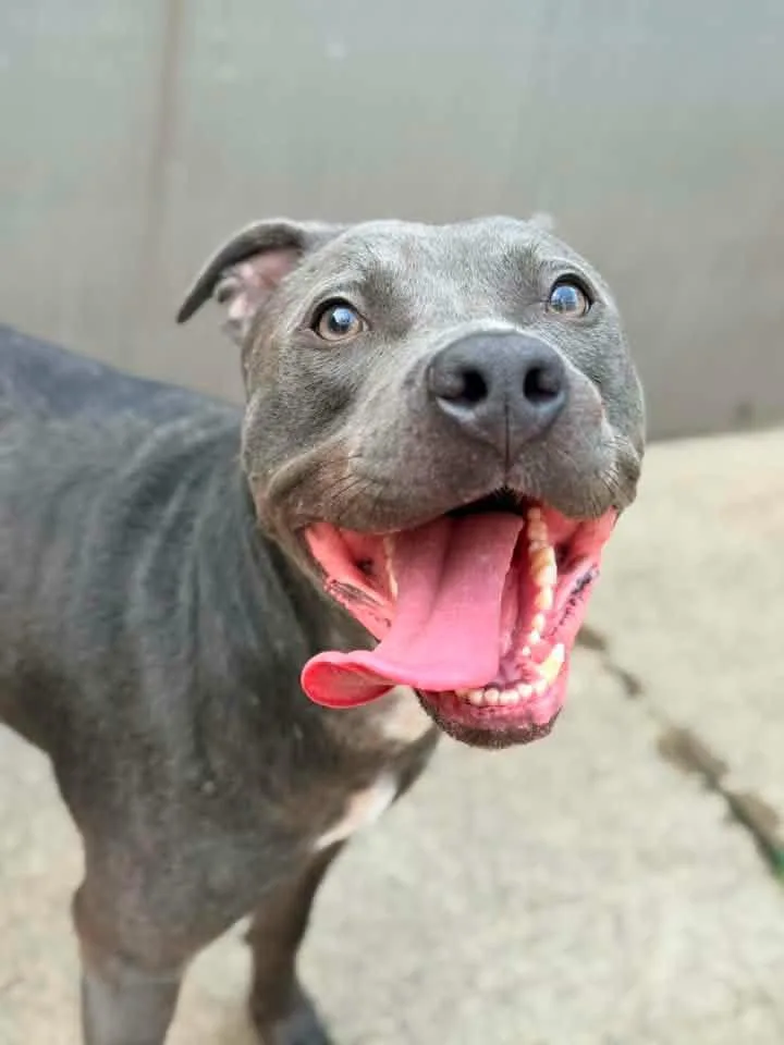 An adult medium-sized female Gray / Blue / Silver Pit Bull Terrier dog named Doe for adoption in Chicago, IL
