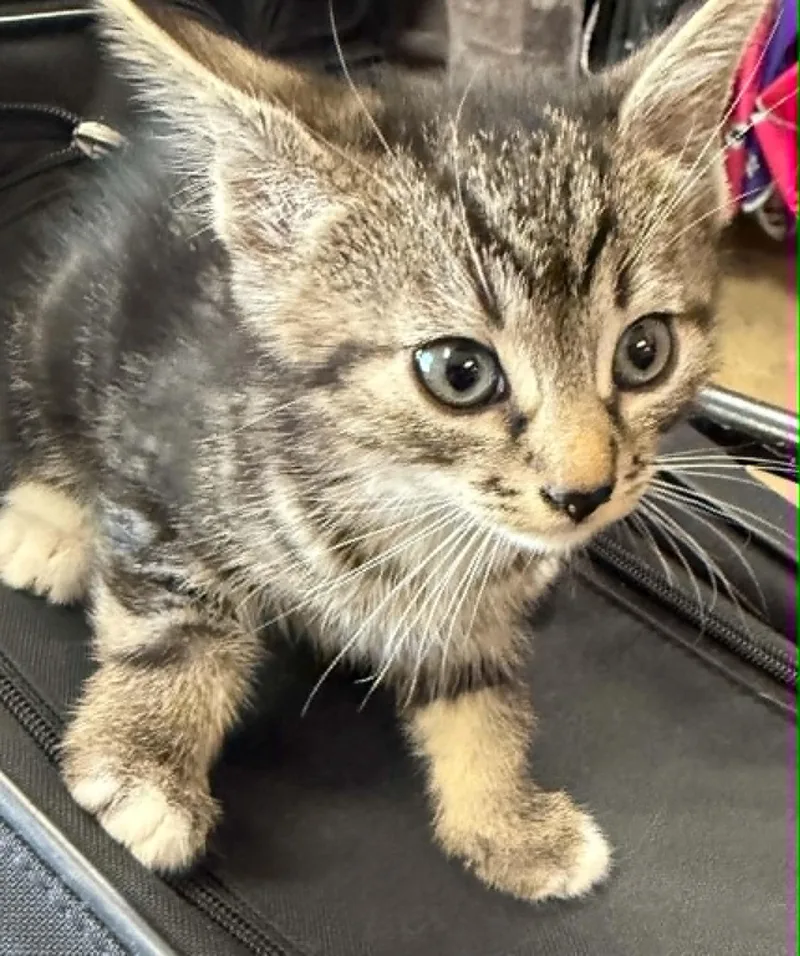 A baby medium-sized male Tabby (Brown / Chocolate) Tabby cat named Tabby for adoption in Tehachapi, CA