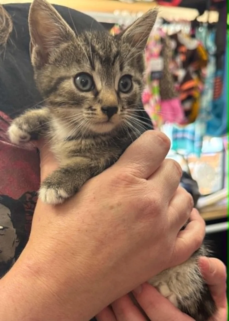 Tabby thumbnail 2