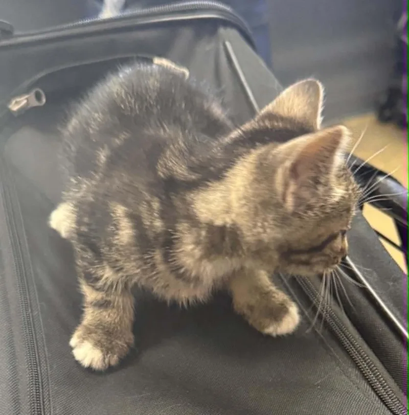 Tabby thumbnail 3