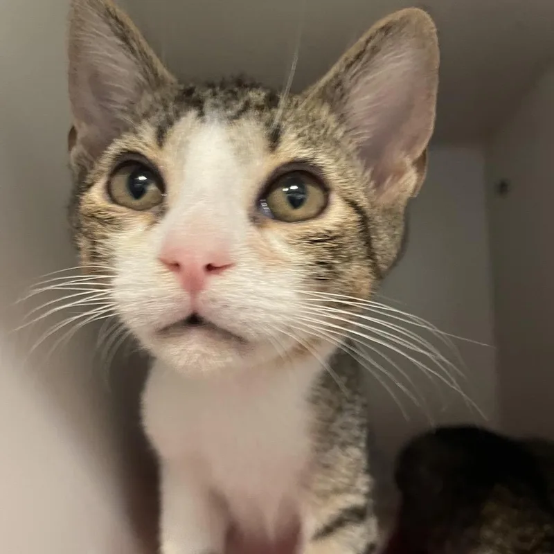 A baby small-sized male Gray / Blue / Silver Domestic Short Hair cat named Luke for adoption in Seminole, FL
