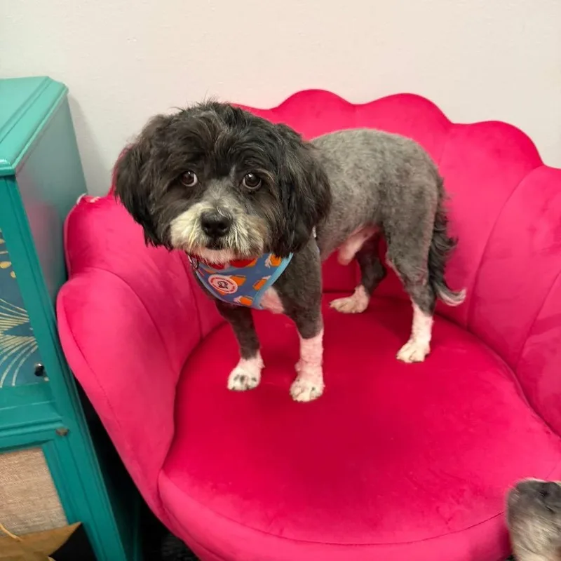 Mr Wendal thumbnail 2