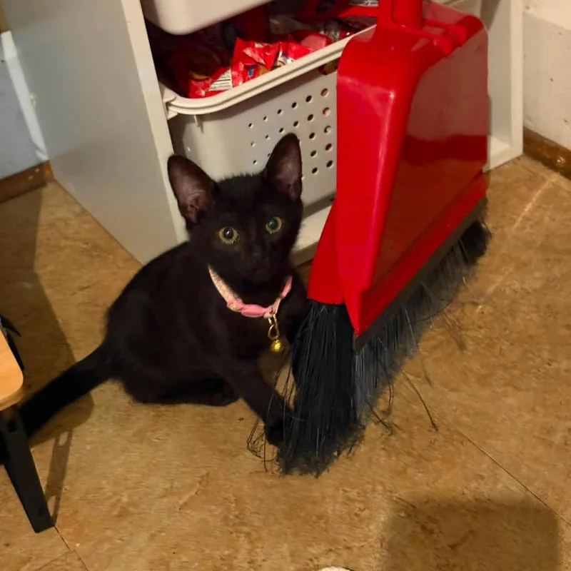 A baby small-sized female Black Domestic Short Hair cat named Roxie for adoption in Springfield, OH