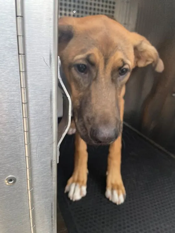 A young medium-sized male German Shepherd Dog dog named Opossum for adoption in Austin, TX